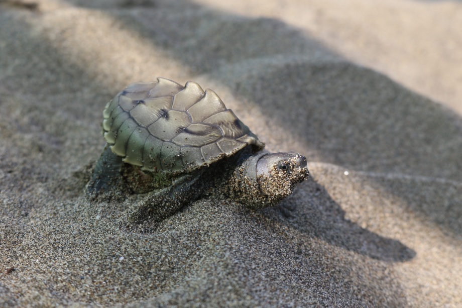 Lacoste x IUCN SOS 1 Burmese roofed turtle hatchling in Myanmar