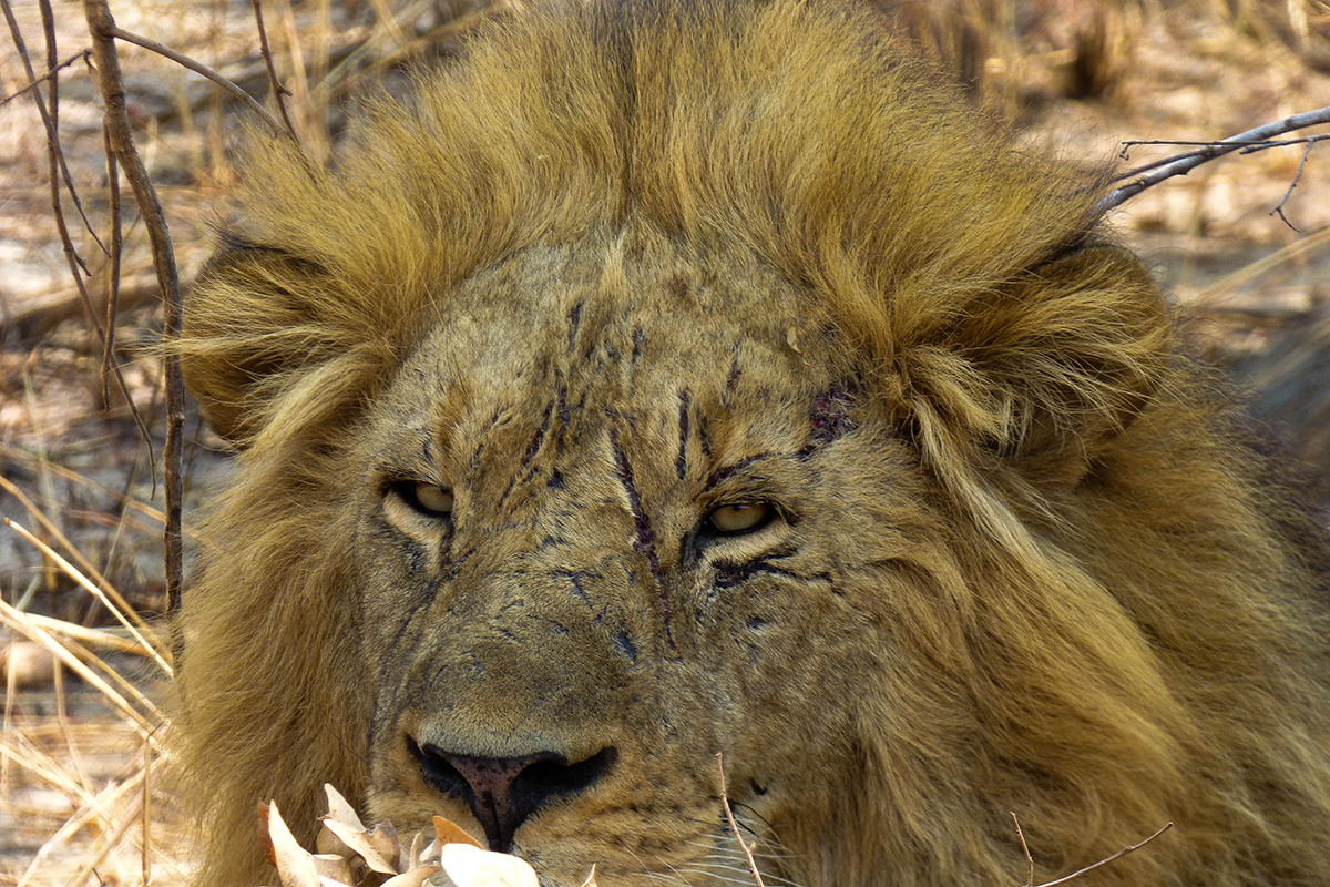 Harnessing the Umbrella Species Concept in Carnivore Conservation