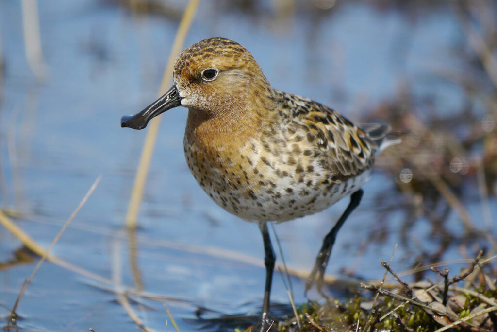 WWT Spoon billed sandpiper