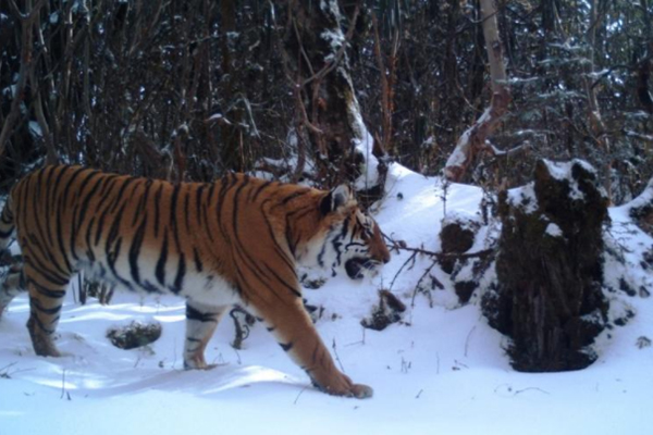 Bhutan tiger