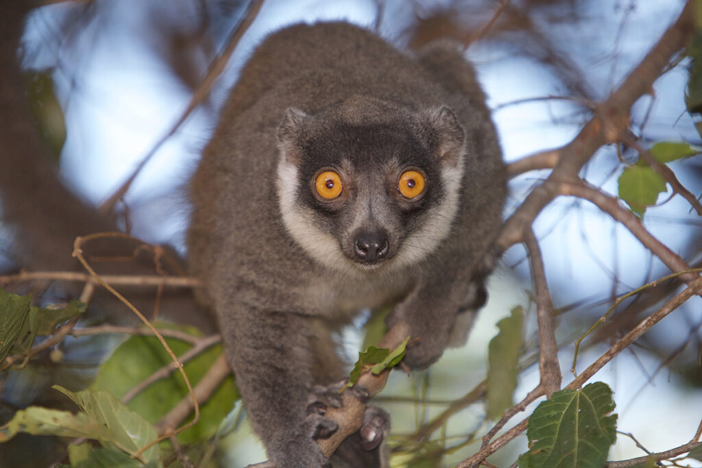 Mongoose lemur