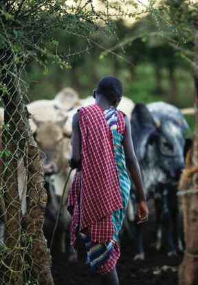 A pastoralist enters a living wall