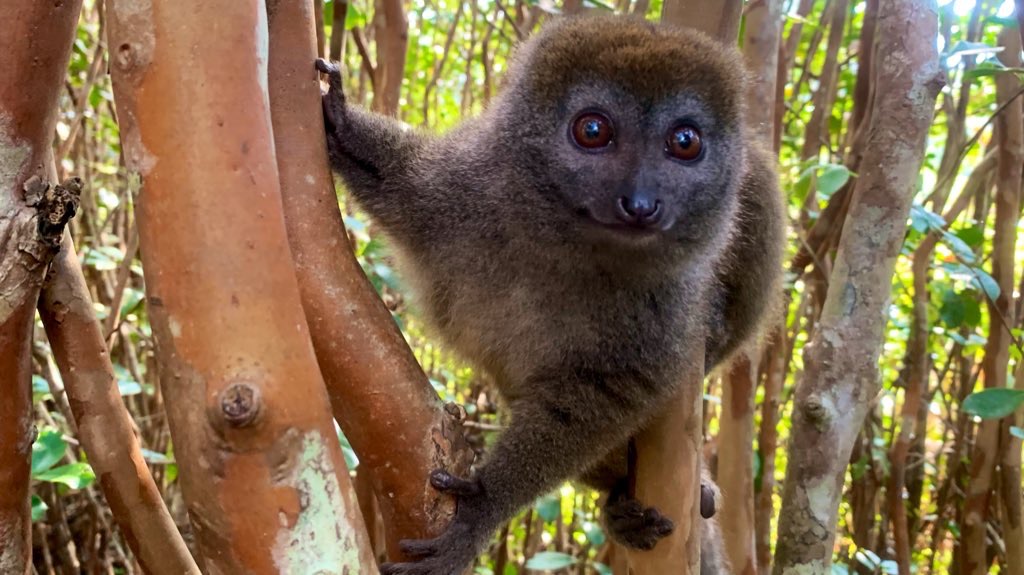 Bamboo lemur in Madagascar