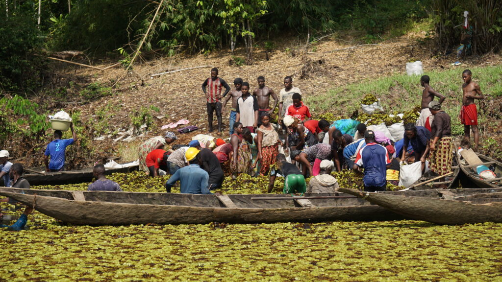 2019B 022 Salvinia mecanical removal in lake Ossa