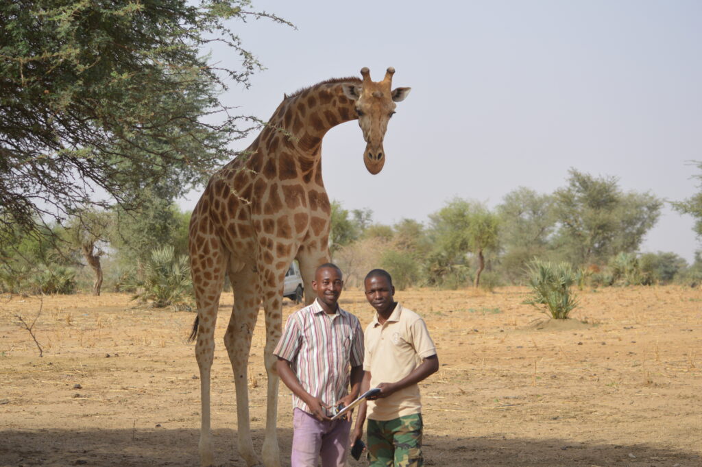 West African giraffe with AVEN and government staff©GCF 1 1
