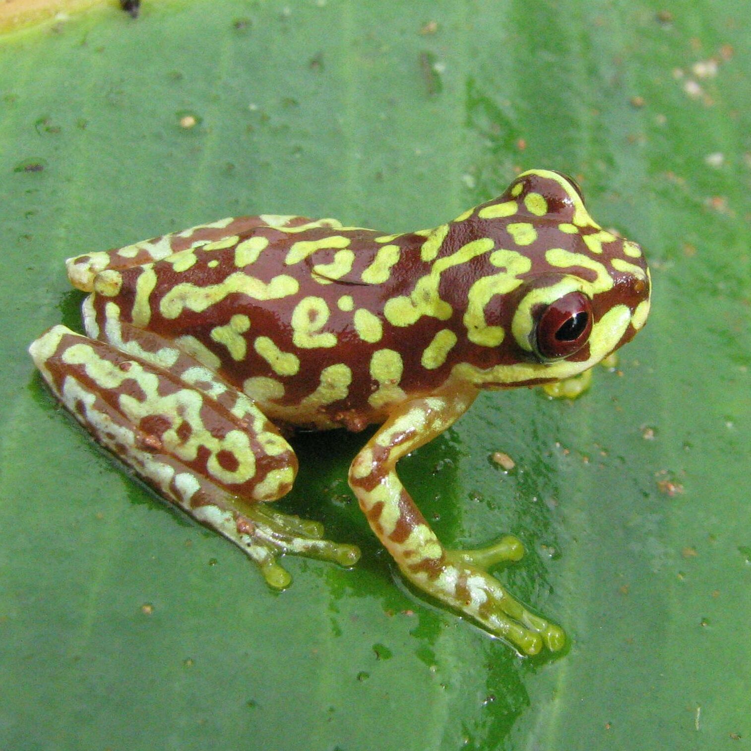 A frog in Guatelama's tropics