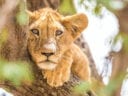 Lion Cub resting in a tree in Chad