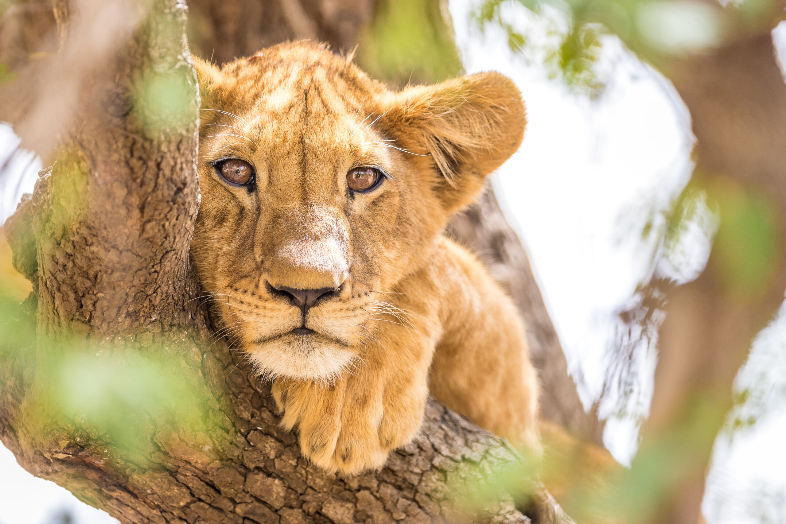 Lion Cub resting in a tree in Chad