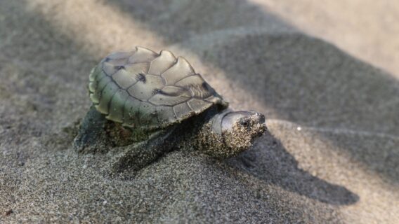 Lacoste x IUCN SOS 1 Burmese roofed turtle hatchling in Myanmar