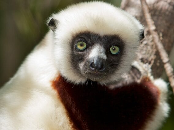 SOS Lemurs 1 Coquerel's sifaka in Madafgascar