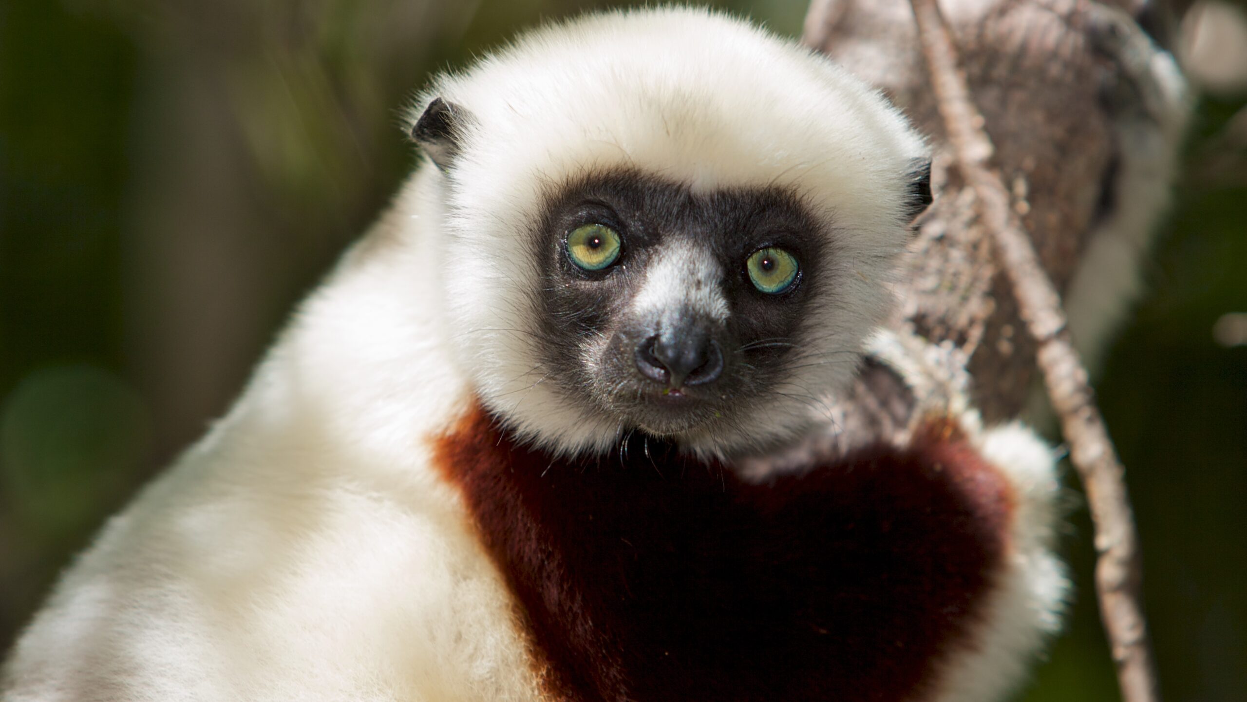 types of lemurs