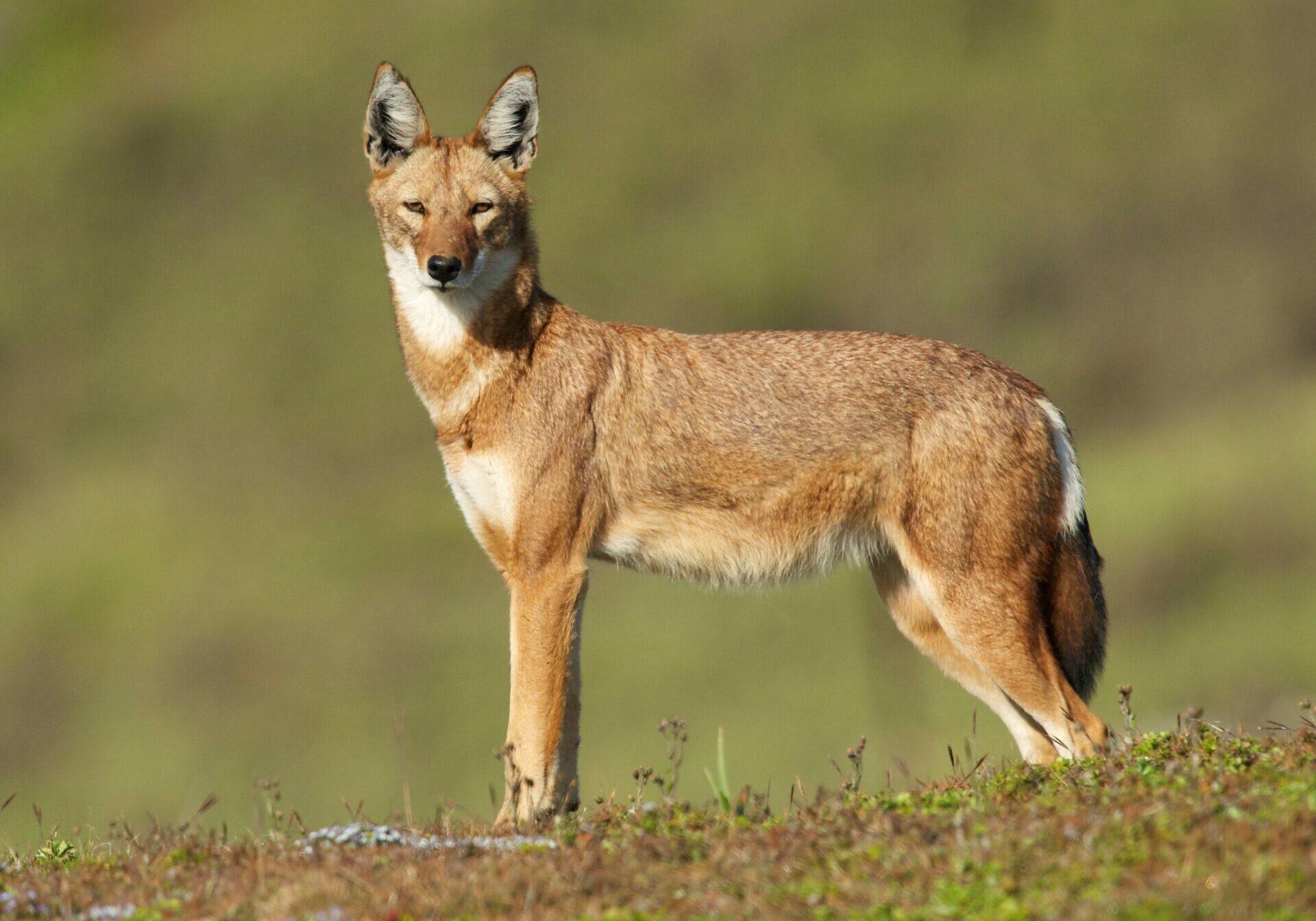 Ethiopian wolf in the plains of Ethiopia