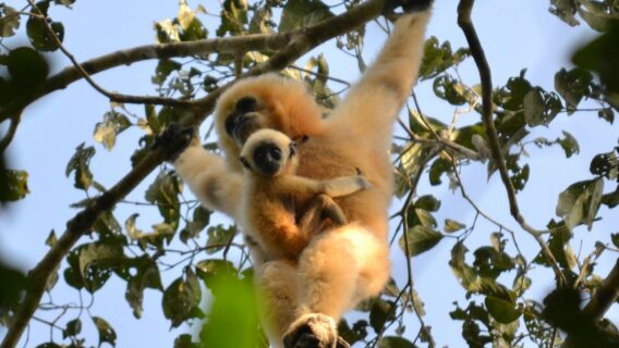 SOS Gibbons 1 Female gibbon with her baby hanging from a tree in Cambodia