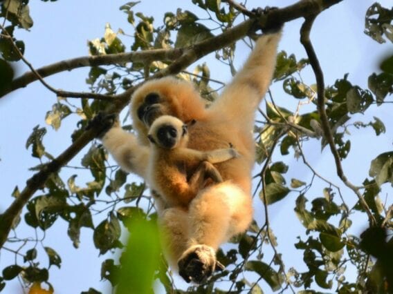 SOS Gibbons 1 Female gibbon with her baby hanging from a tree in Cambodia