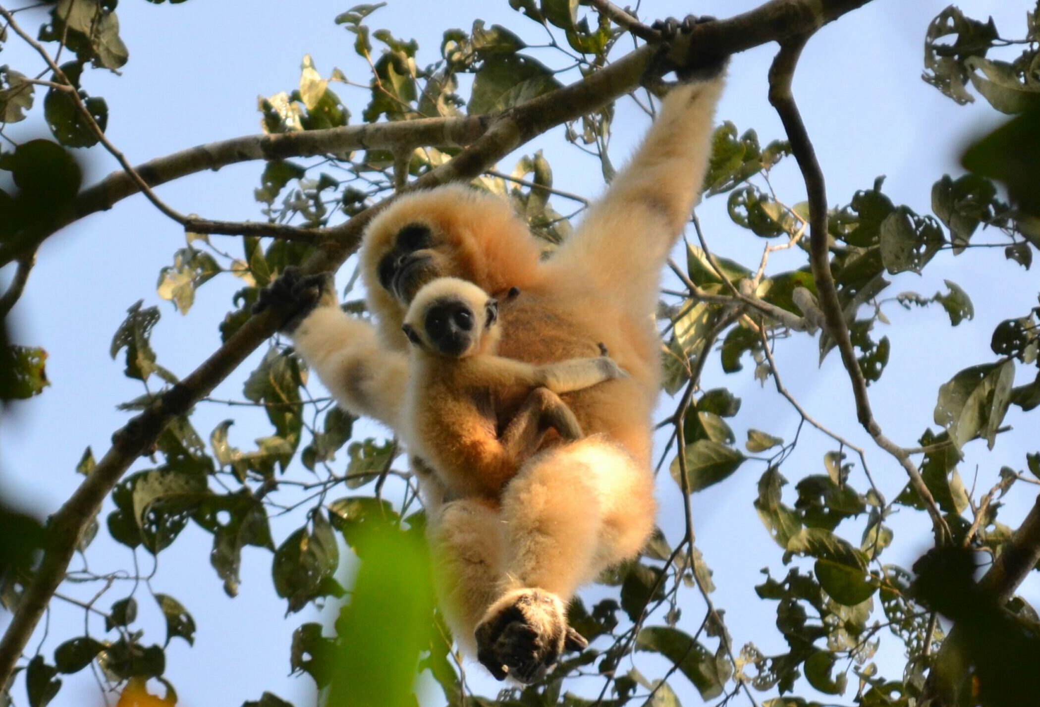 Female gibbon with her baby hanging from a tree in Cambodia