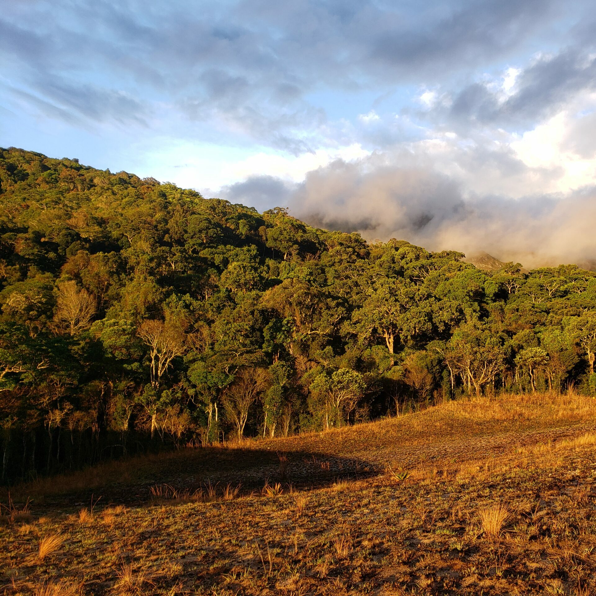 Forest in Madagascar