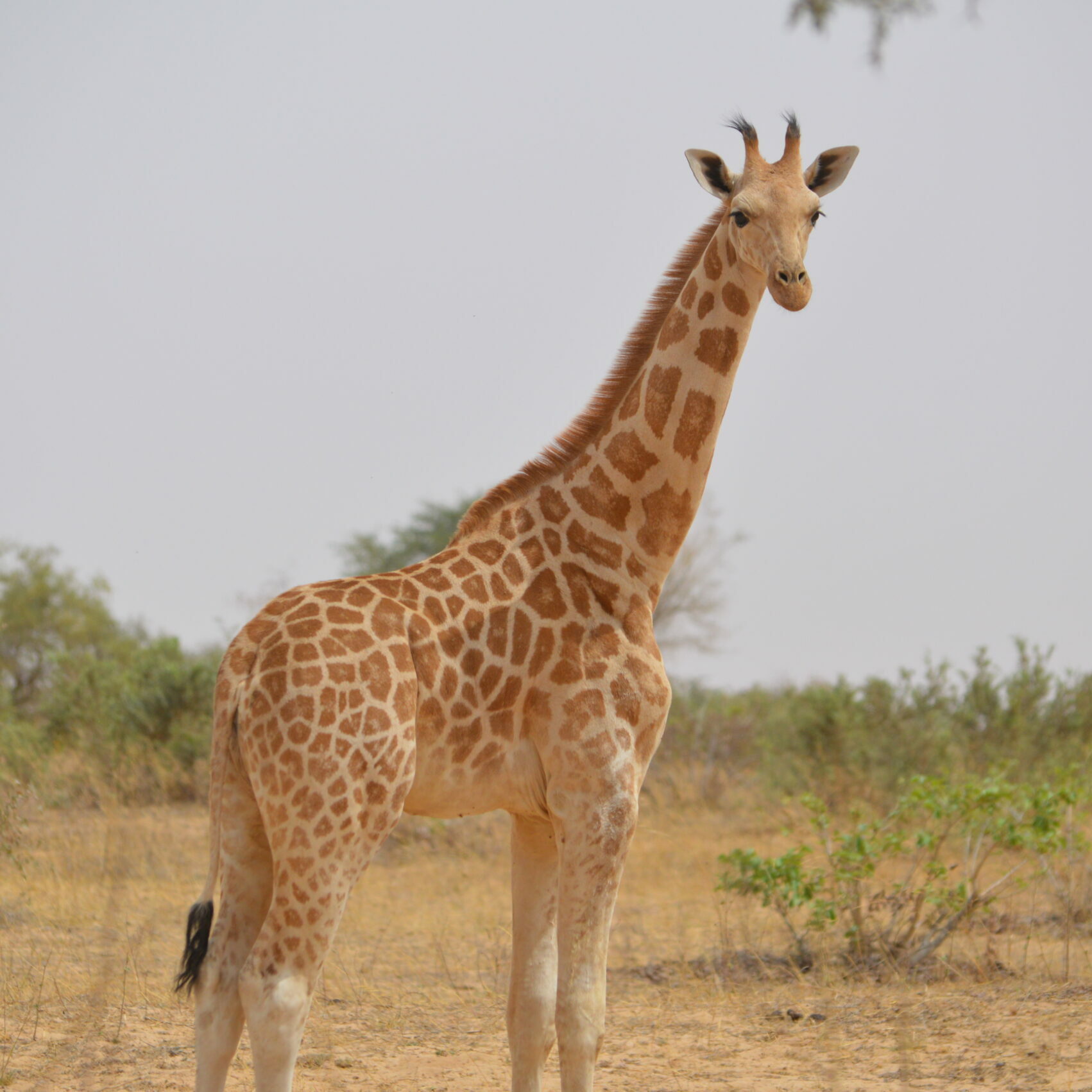 Young giraffe in Africa