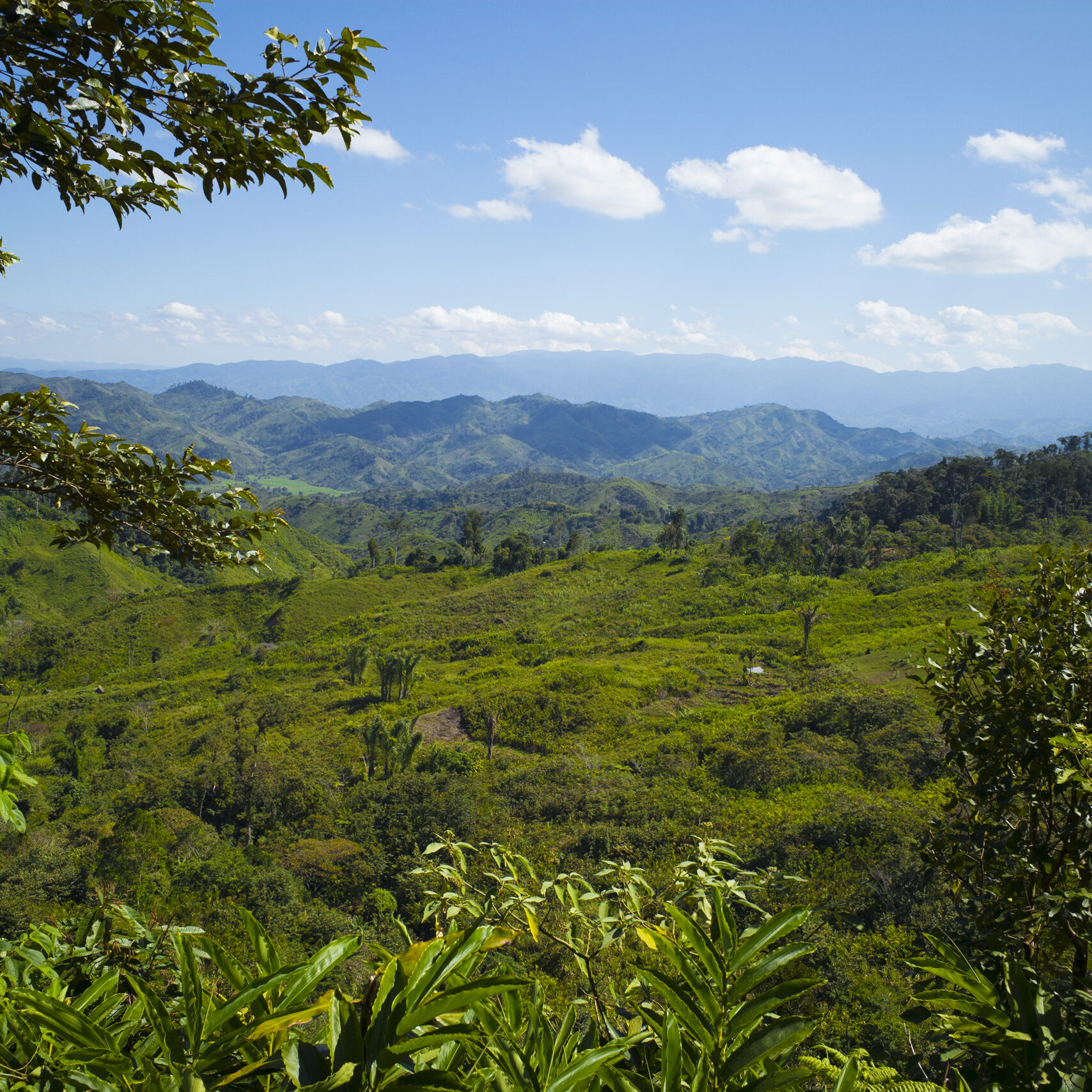 Humid forest in the Andapa Region of Madagascar