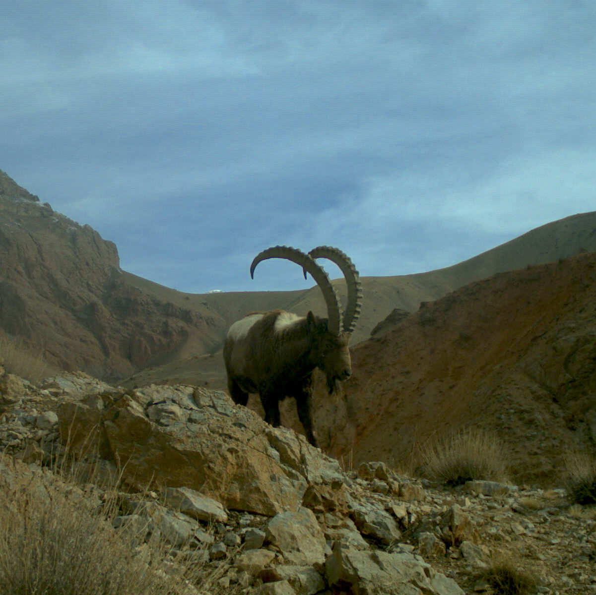 Ibex in Kyrgyzstan