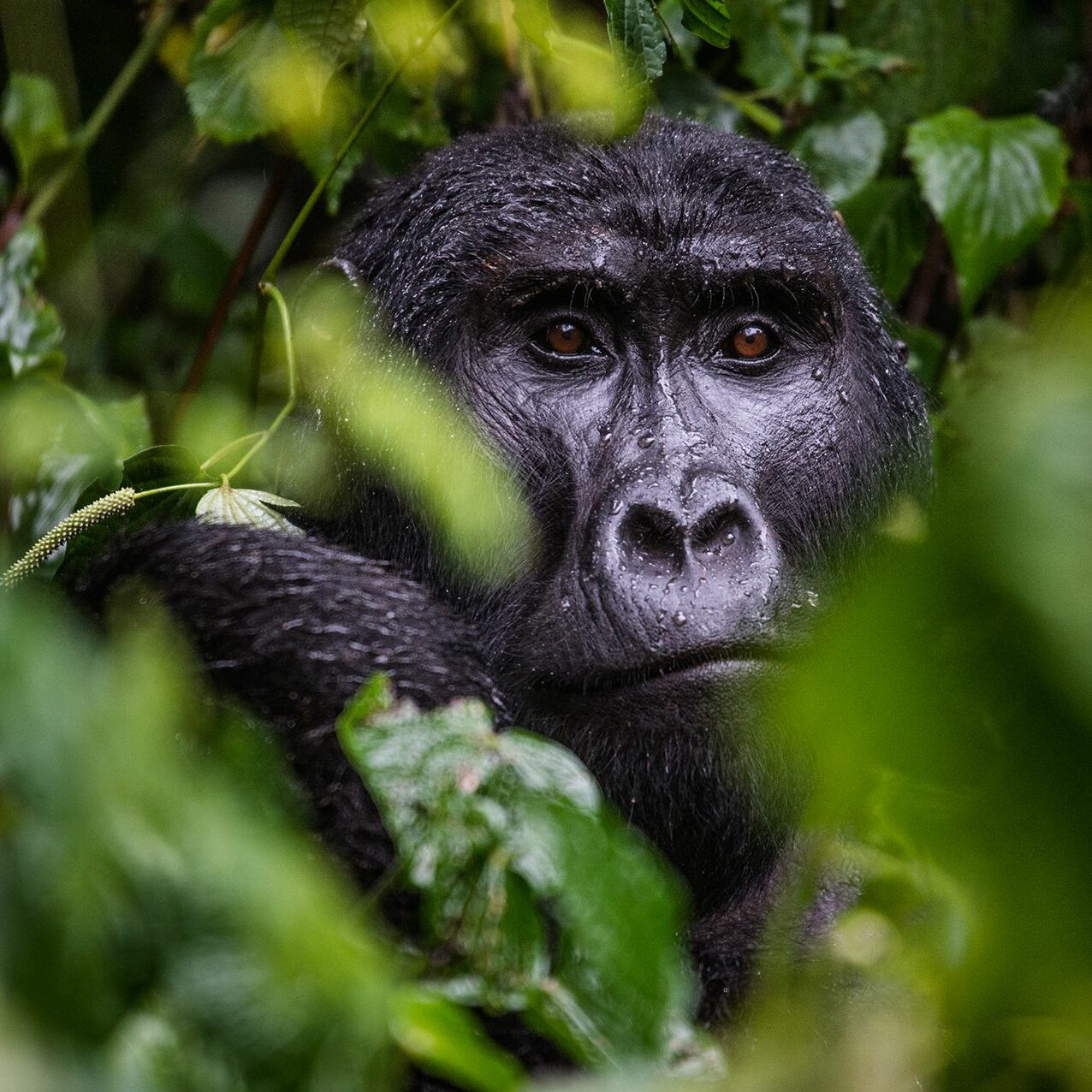 Mountain Gorilla in Uganda