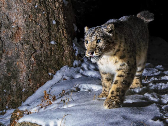 SOS Central Asia 1 Snow leopard captured in the snow by a camera trap