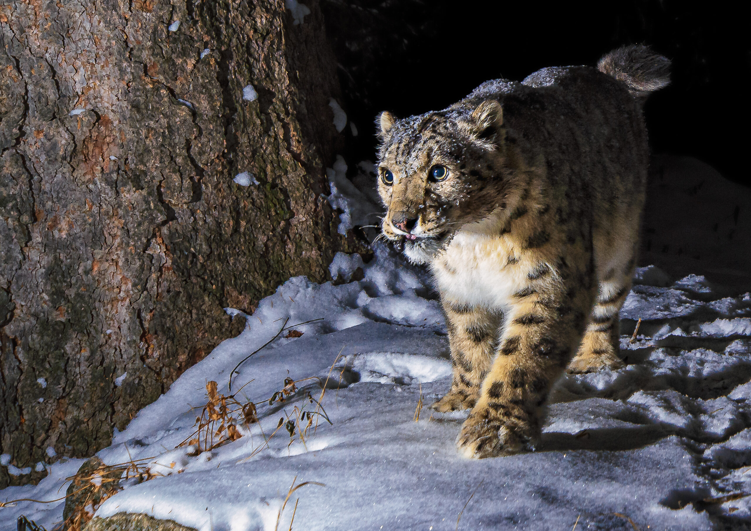 Creating a Vast Conservation Corridor for the Snow Leopard