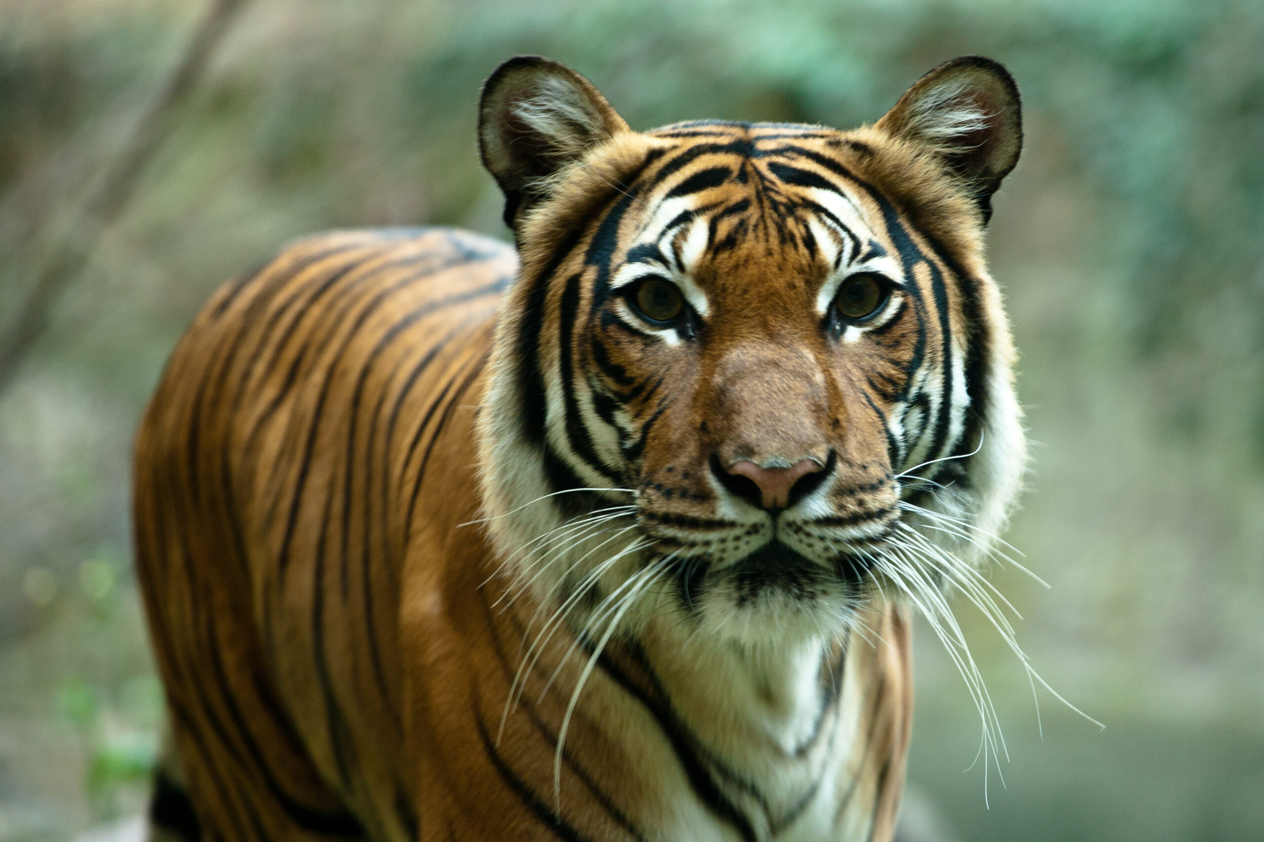 Closeup of a tiger