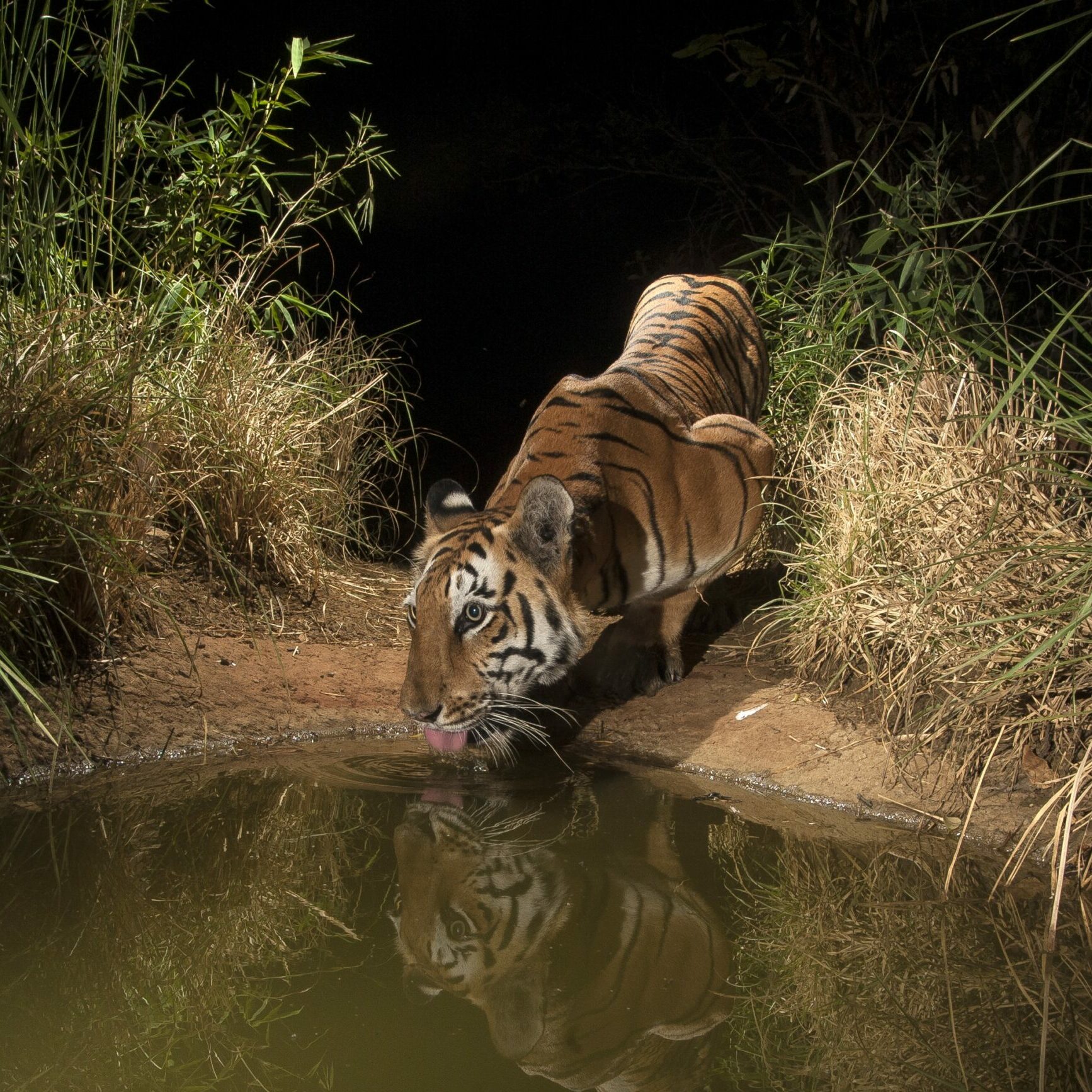 Tiger in a watering hole