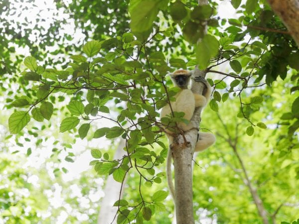 Golden-crowned Sifaka sitting in tree