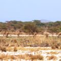 Beisa oryx in Kenya