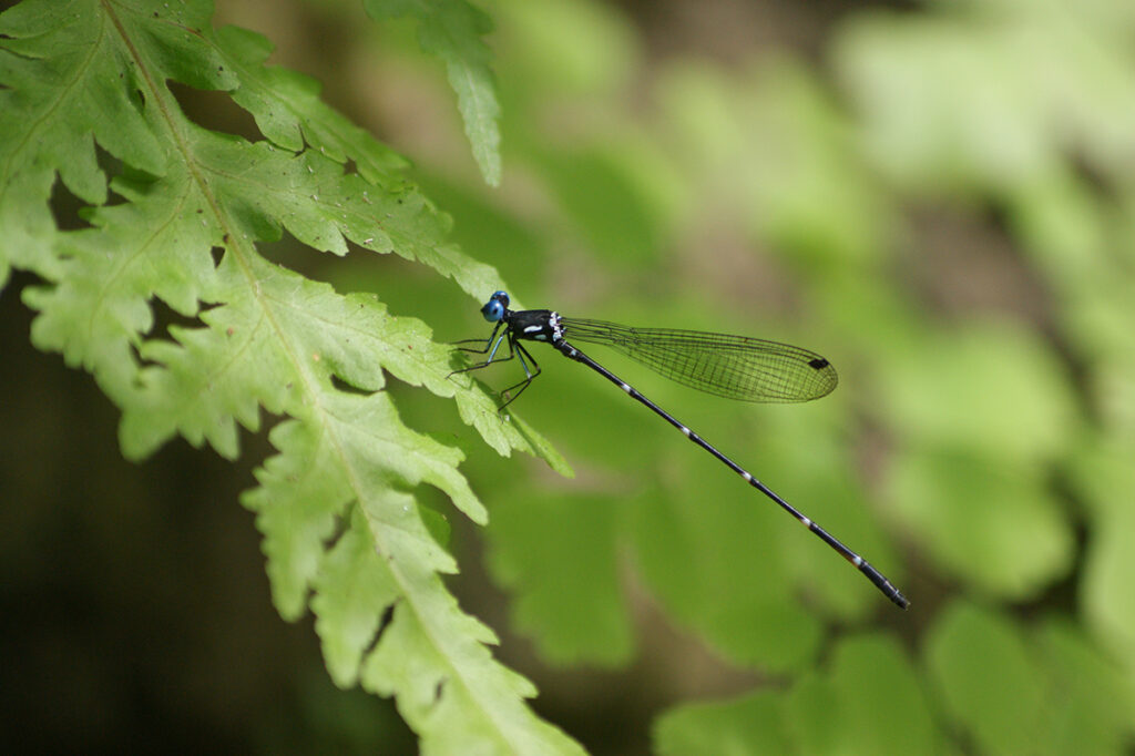 Cebu Damselfly