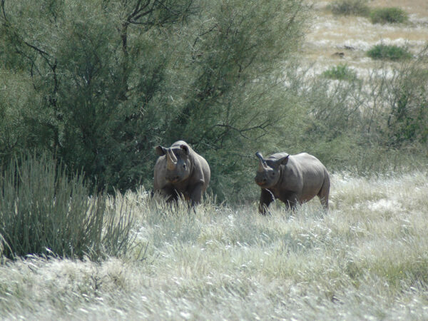 Two rhinos