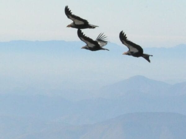 Restoration of the California Condor to Baja California