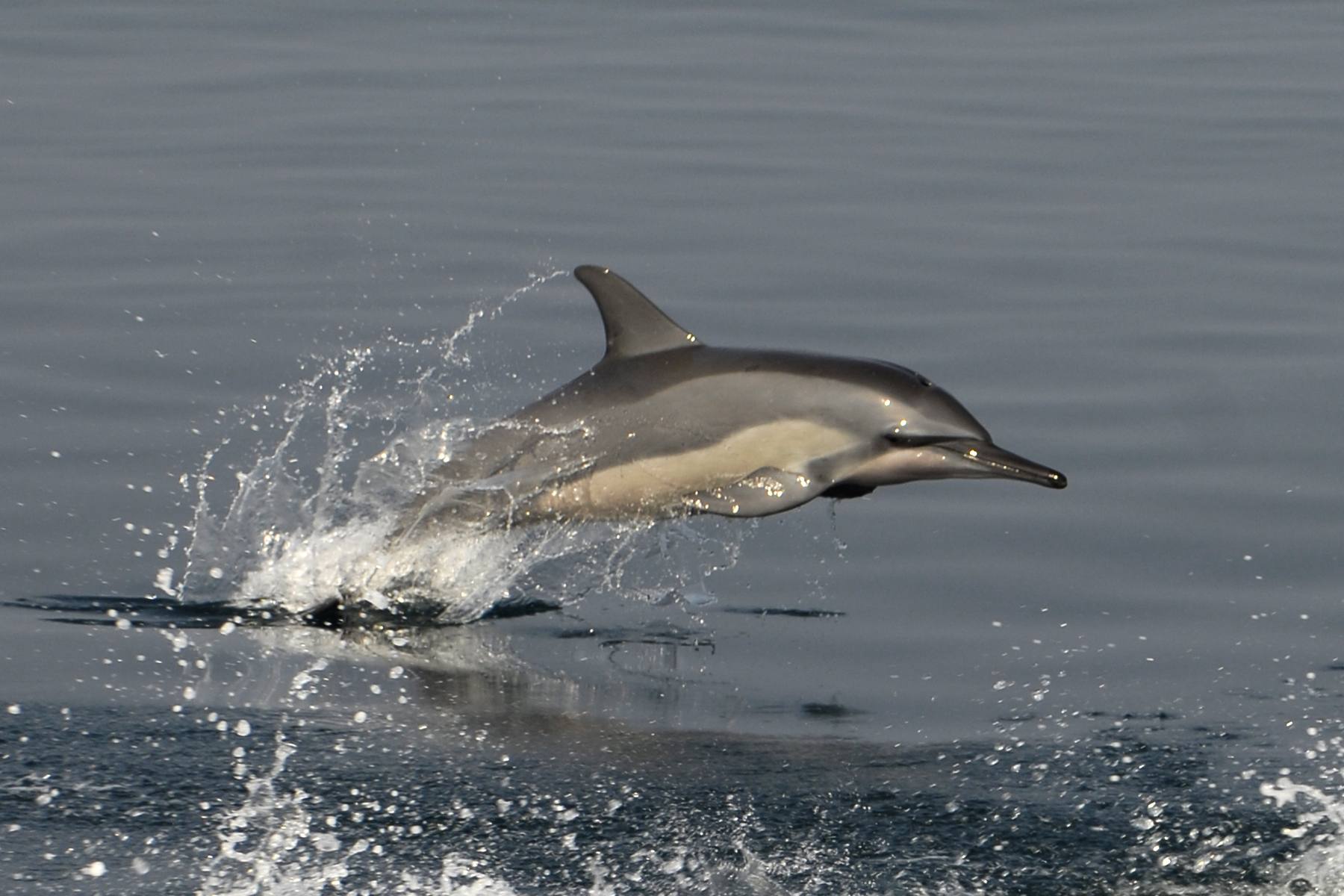 Spinner Dolphin