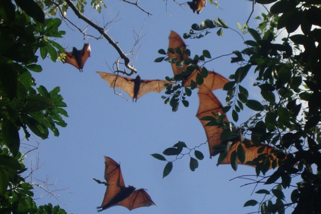 Community-Based Roost Sanctuaries for Flying Foxes - IUCN SOS