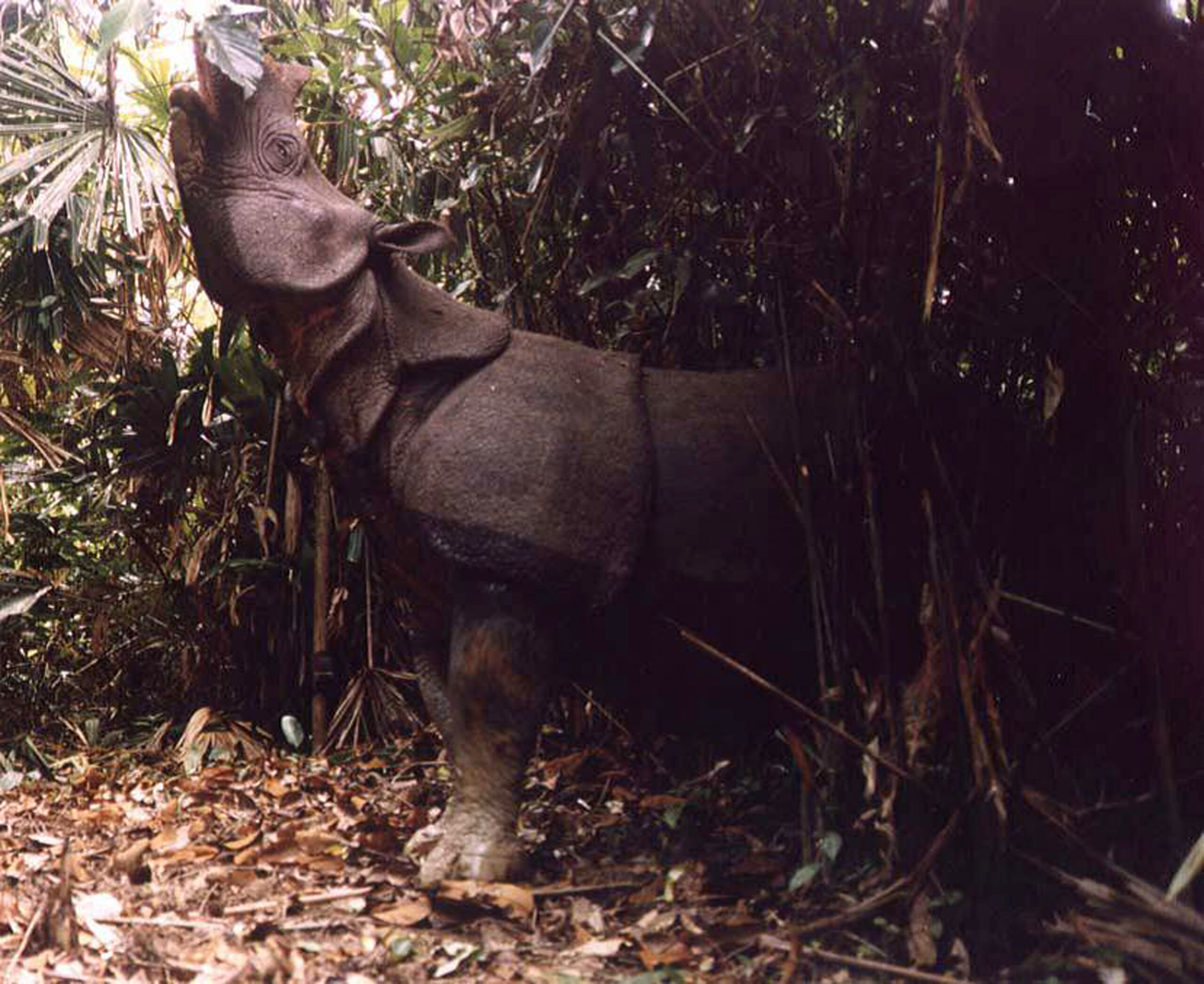 breeding of javan rhinoceros