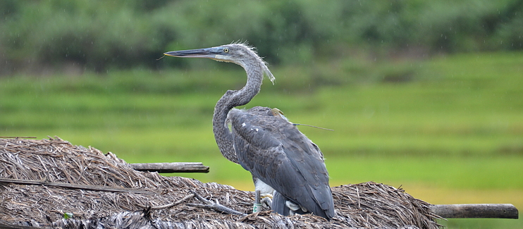 Conserving the Critically Endangered White-bellied Heron