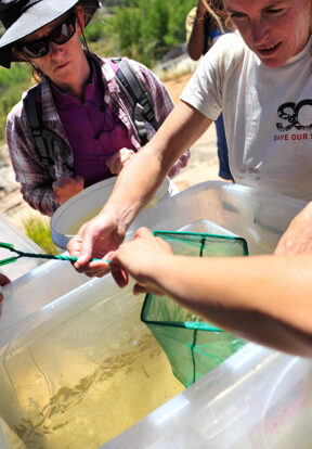 Christy Bragg helping translocate juvenile sandfish