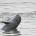 Irrawaddy Dolphin