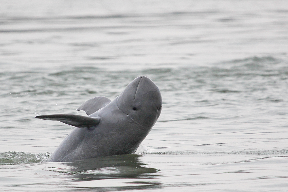 Irrawaddy Dolphin