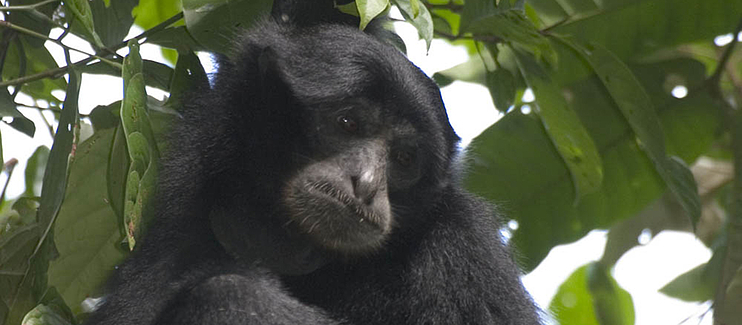 Conservation of Endangered and Critically Endangered Gibbons of Southeast Asia 2 Conservation of Endangered and Critically Endangered gibbons of Southeast Asia