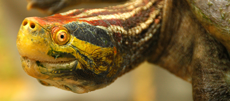 Implementing a regional model to conserve large river terrapins of the genus Batagur