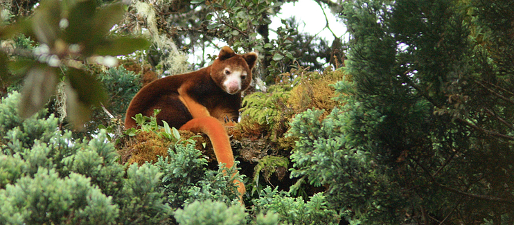 Recognising and Supporting Indigenous Leadership in Conservation 1 Matschie’s Tree Kangaroo