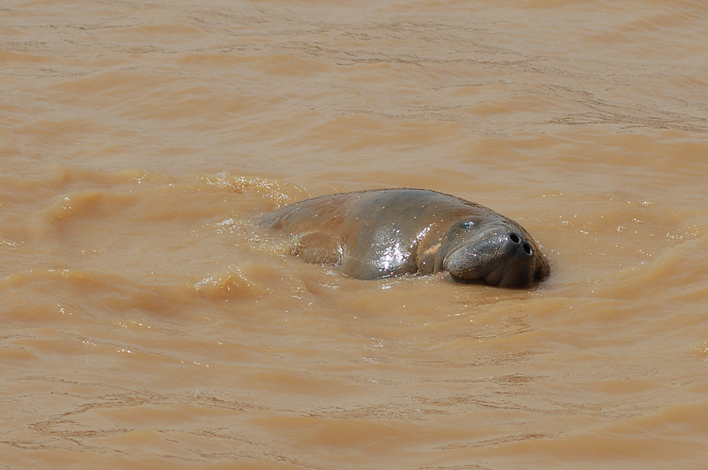 Manatee Mating