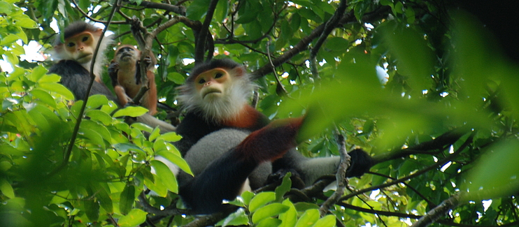 Safeguarding Endangered Douc Langurs and Critically Endangered Gibbons in Vietnam's Son Tra Nature Reserve and Chu Mom Ray National Park 2 Safeguarding endangered Douc Langurs and Critically Endangered Gibbons at Son Tra Nature Reserve and Chu Mom Ray National Park