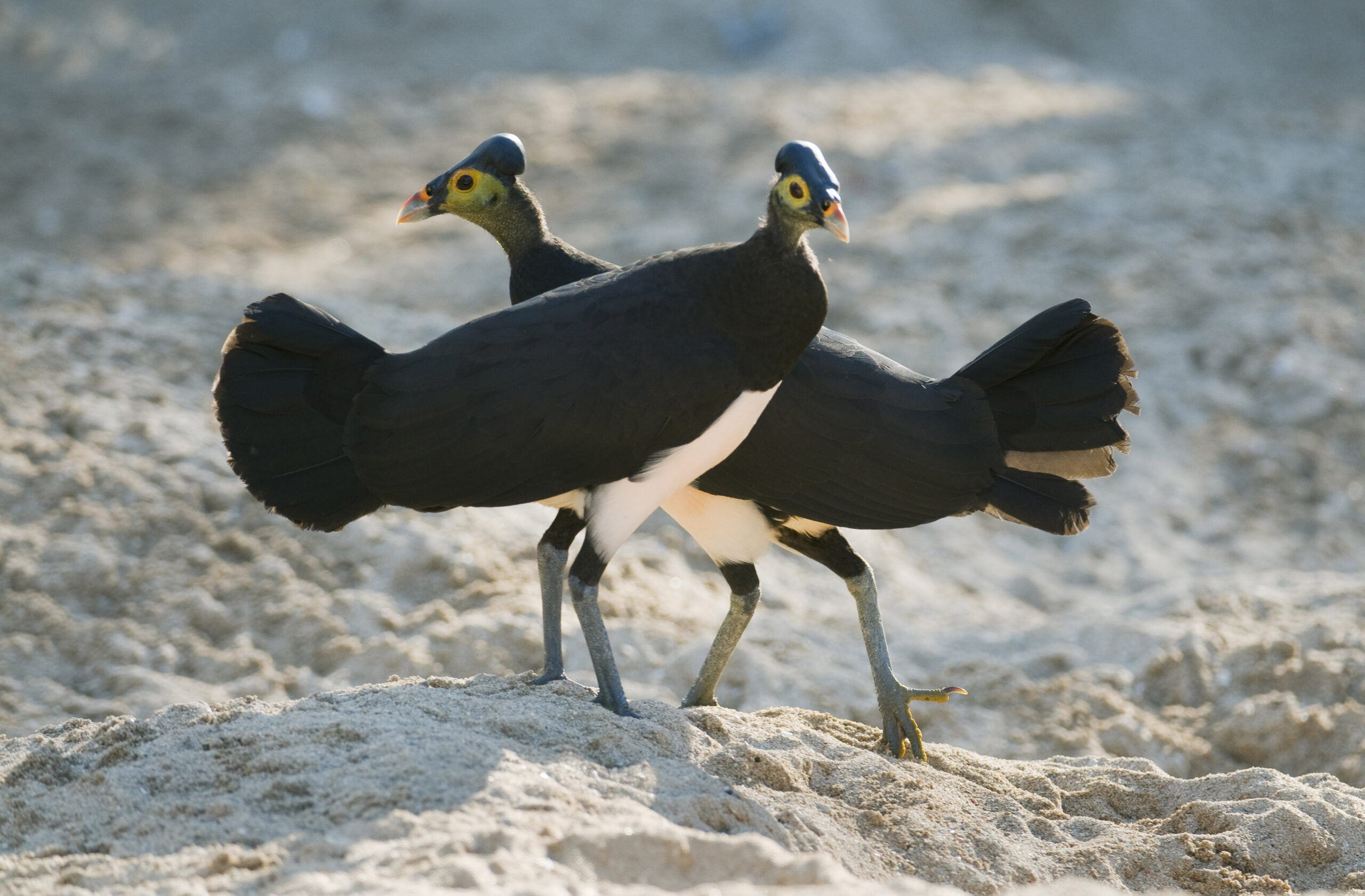 Maleo Bird Pair