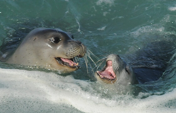 Mediterranean Monk Seal Mother and Calf