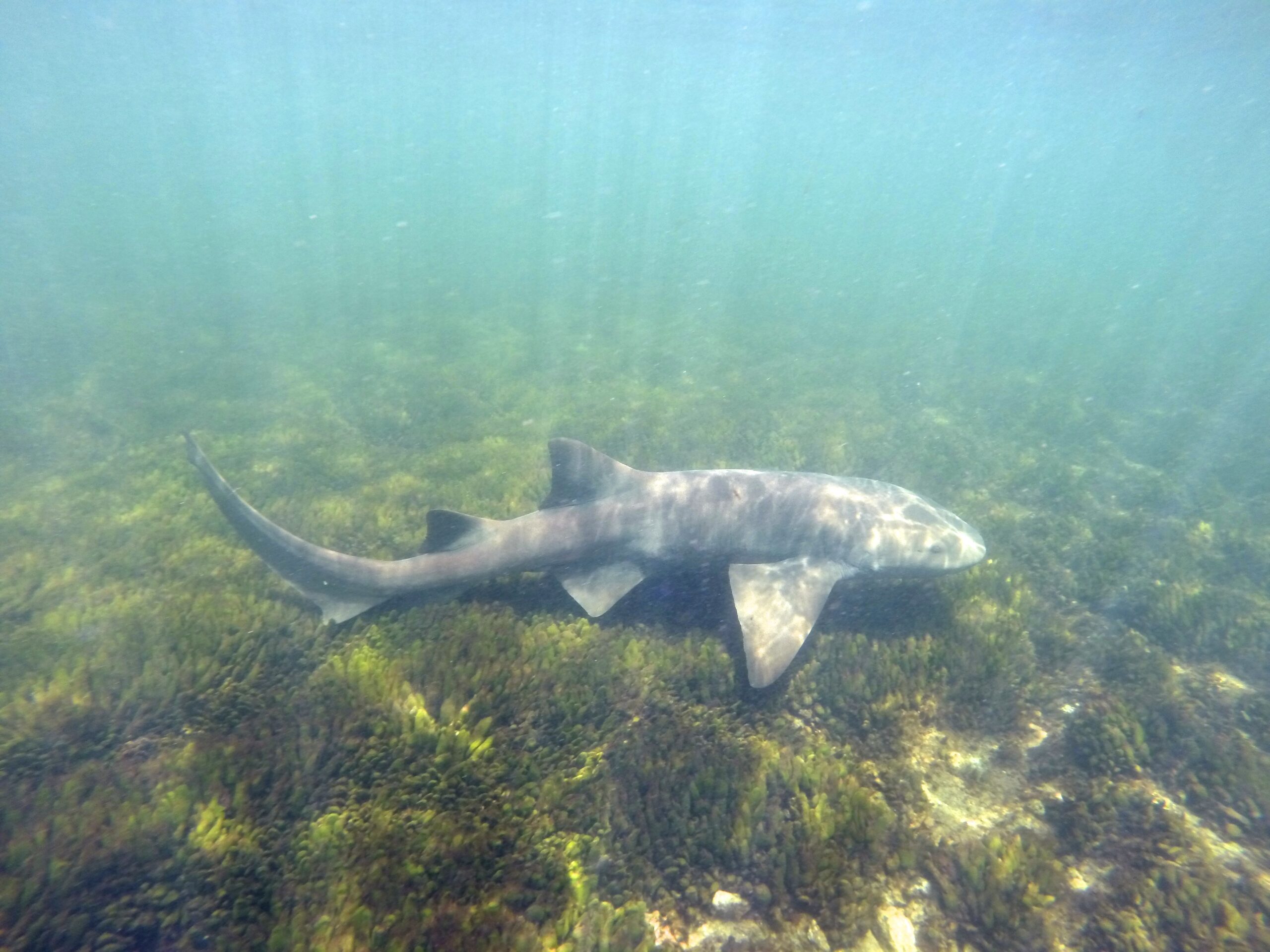 Conservation Action Threatened Sharks Rays in Cape Verde - IUCN SOS