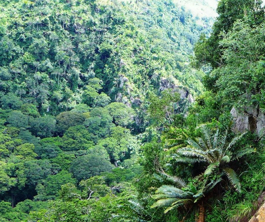 Cycad Habitat