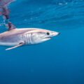 Immediate bycatch protection for the Vulnerable Shortfin Mako shark